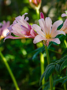 Lycoris squamigera is a species of monocotyledonous plant of the genus Lycoris of the Amaryllidaceae family