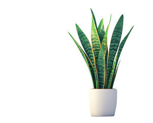 Sansevieria plant with green leaves in a white pot, isolated on a white background.