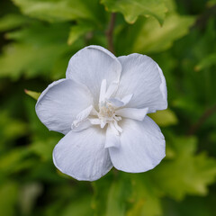 White flower of Hibiscus syriacus close up. Hibiscus syriacus ) is a plant of the Malvaceae family