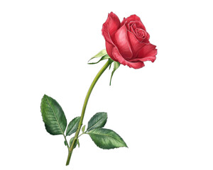 Naklejka premium Single red rose with green leaves on a white isolated background.