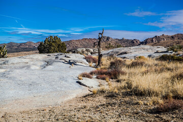 Burnt tree in Mojave National Preserve , California , USA