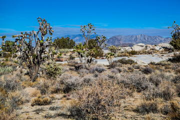 Joshua Tree in Mojave National Preserve , California , USA