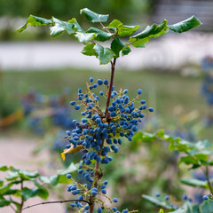 Mahonia aquifolium ( Latin- Mahonia aquifolium ) is an evergreen shrub , a species of the genus Mahonia of the Barberry family ( Berberidaceae )
