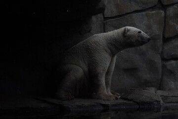 polar bear cub © Jane
