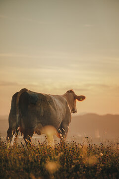 cow in the sunset field
