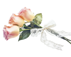 Three pink roses with green leaves and a lace ribbon, white isolate background.