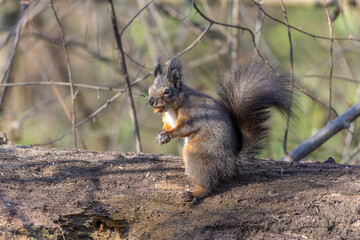 Eichhörnchen mit Nuß