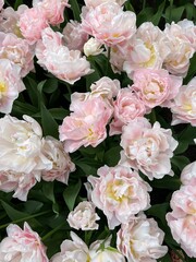 A vibrant display of tulip varieties in the Netherlands. Perfect for travel promotions, floral designs, gardening blogs, and nature-inspired artwork. Captures the beauty of spring and Dutch culture.