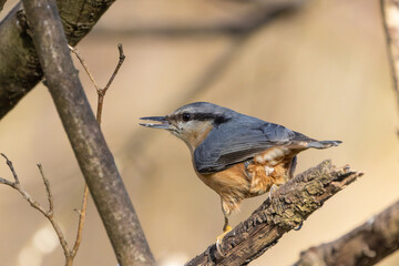 Naklejka premium Kleiber sitzt auf einem Ast und frisst Sämereien