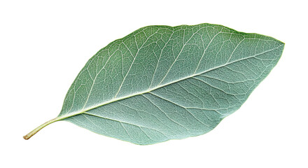 Obraz premium Single eucalyptus leaf close-up nature studio light aesthetic beauty high fidelity detail isolated on transparent background png