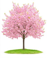 Fototapeta premium Springtime Blossom Tree in Full Pink Bloom Isolated on White Background