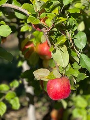 Bright red apples hang from a tree branch in a sunny orchard, surrounded by vibrant green leaves. Perfect depiction of harvest season, freshness, and natural beauty.
