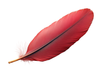 Single red feather on nature close-up high fidelity minimalist style artistic concept isolated on transparent background png