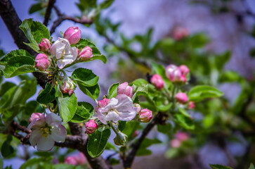 Apple blossom on a tree against the sky.