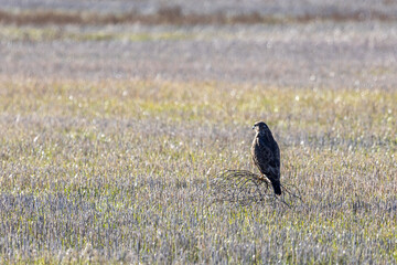 Common Buzzard perched on a stubble field. Buteo buteo. Villafáfila Lagoons Natural Reserve, Zamora, Castilla y León, Spain.