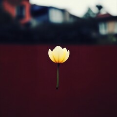Elegant Floating Yellow Lotus Flower on a Soft Blurred Background for Serenity, Calmness, and Natural Beauty in Nature Photography