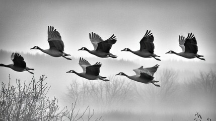 Flock of Geese Flying in Misty Landscape.