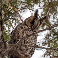 Long-eared owl Asio otus warily looks down and to the right, sitting on a thuja branch, close-up.