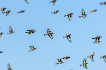 European Goldfinches in flight. Carduelis carduelis. Villafáfila Lagoons Natural Reserve, Zamora, Castilla y León, Spain.