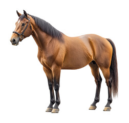 Obraz premium Brown horse standing on animal portrait studio environment high fidelity cutout isolated on transparent background png