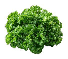 Fresh parsley bunch on high fidelity culinary use minimalist style close-up view isolated on transparent background png