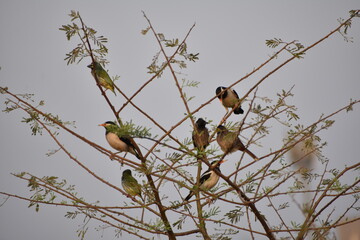 Indian Pied Starling (Pied Myna)