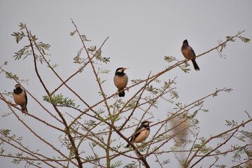 Indian Pied Starling (Pied Myna)