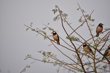 Indian Pied Starling (Pied Myna)