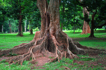 old tree with roots in the park
