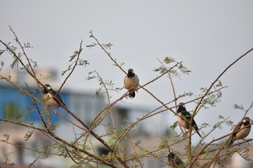 Indian Pied Starling (Pied Myna)