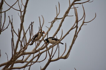 Indian Pied Starling (Pied Myna)