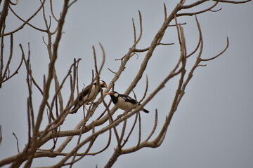 Indian Pied Starling (Pied Myna)