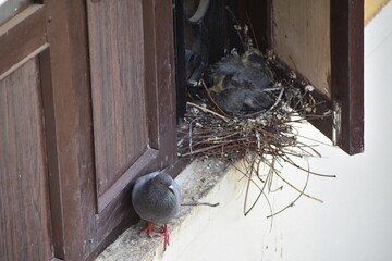 The domestic pigeon is a pigeon subspecies that was derived from the rock dove or rock pigeon. The...