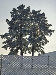 Abendsonne durchflute raureifbedeckten Baum