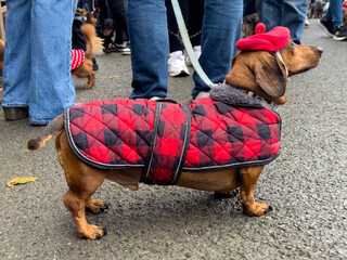 Dachshund wearing a cozy red-and-black jacket and beret at a pet festival in autumn