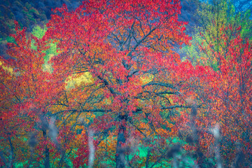 FALL SCENE 3