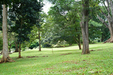 trees in the park photo