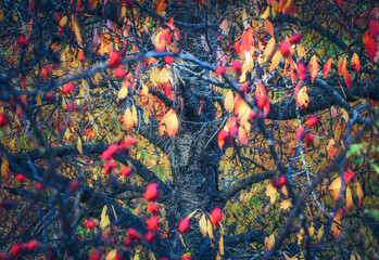 A TRAVES DE LAS RAMAS