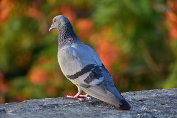 The domestic pigeon is a pigeon subspecies that was derived from the rock dove or rock pigeon. The rock pigeon is the world's oldest domesticated bird. Mesopotamian cuneiform tablets mention the domes