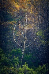 ANOTHER_TREE