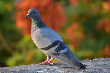 The domestic pigeon is a pigeon subspecies that was derived from the rock dove or rock pigeon. The rock pigeon is the world's oldest domesticated bird. Mesopotamian cuneiform tablets mention the domes