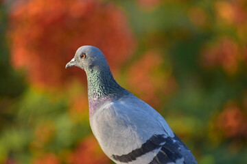 The domestic pigeon is a pigeon subspecies that was derived from the rock dove or rock pigeon. The rock pigeon is the world's oldest domesticated bird. Mesopotamian cuneiform tablets mention the domes