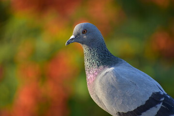 The domestic pigeon is a pigeon subspecies that was derived from the rock dove or rock pigeon. The rock pigeon is the world's oldest domesticated bird. Mesopotamian cuneiform tablets mention the domes