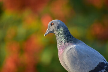 The domestic pigeon is a pigeon subspecies that was derived from the rock dove or rock pigeon. The...