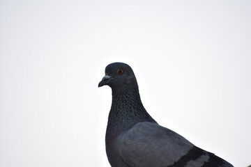 The domestic pigeon is a pigeon subspecies that was derived from the rock dove or rock pigeon. The rock pigeon is the world's oldest domesticated bird. Mesopotamian cuneiform tablets mention the domes