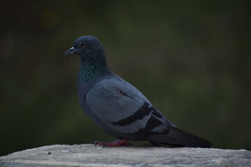 The domestic pigeon is a pigeon subspecies that was derived from the rock dove or rock pigeon. The rock pigeon is the world's oldest domesticated bird. Mesopotamian cuneiform tablets mention the domes