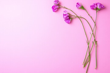 Delicate Purple Lisianthus Blooms on Pink Background Minimalist Floral Design Spring Flowers