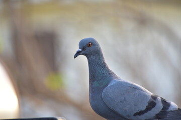 The domestic pigeon is a pigeon subspecies that was derived from the rock dove or rock pigeon. The...