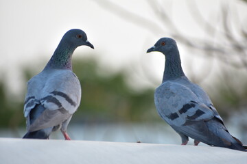 The domestic pigeon is a pigeon subspecies that was derived from the rock dove or rock pigeon. The rock pigeon is the world's oldest domesticated bird. Mesopotamian cuneiform tablets mention the domes