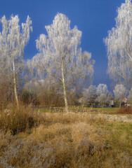 Frosted birch trees on a sunny day with blue sky